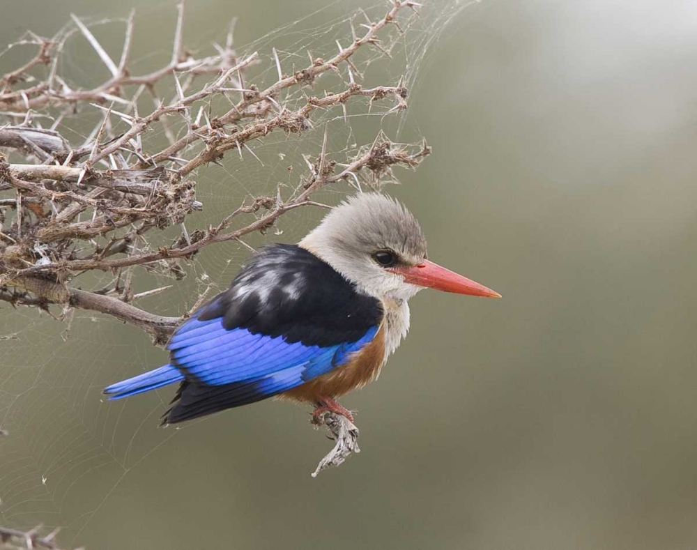 Kenya Gray-headed kingfisher perched on limb